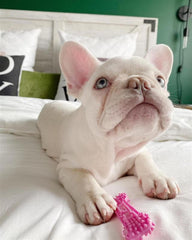 Nylabone teething bone closeup shows textured surface for soothing puppy gums.