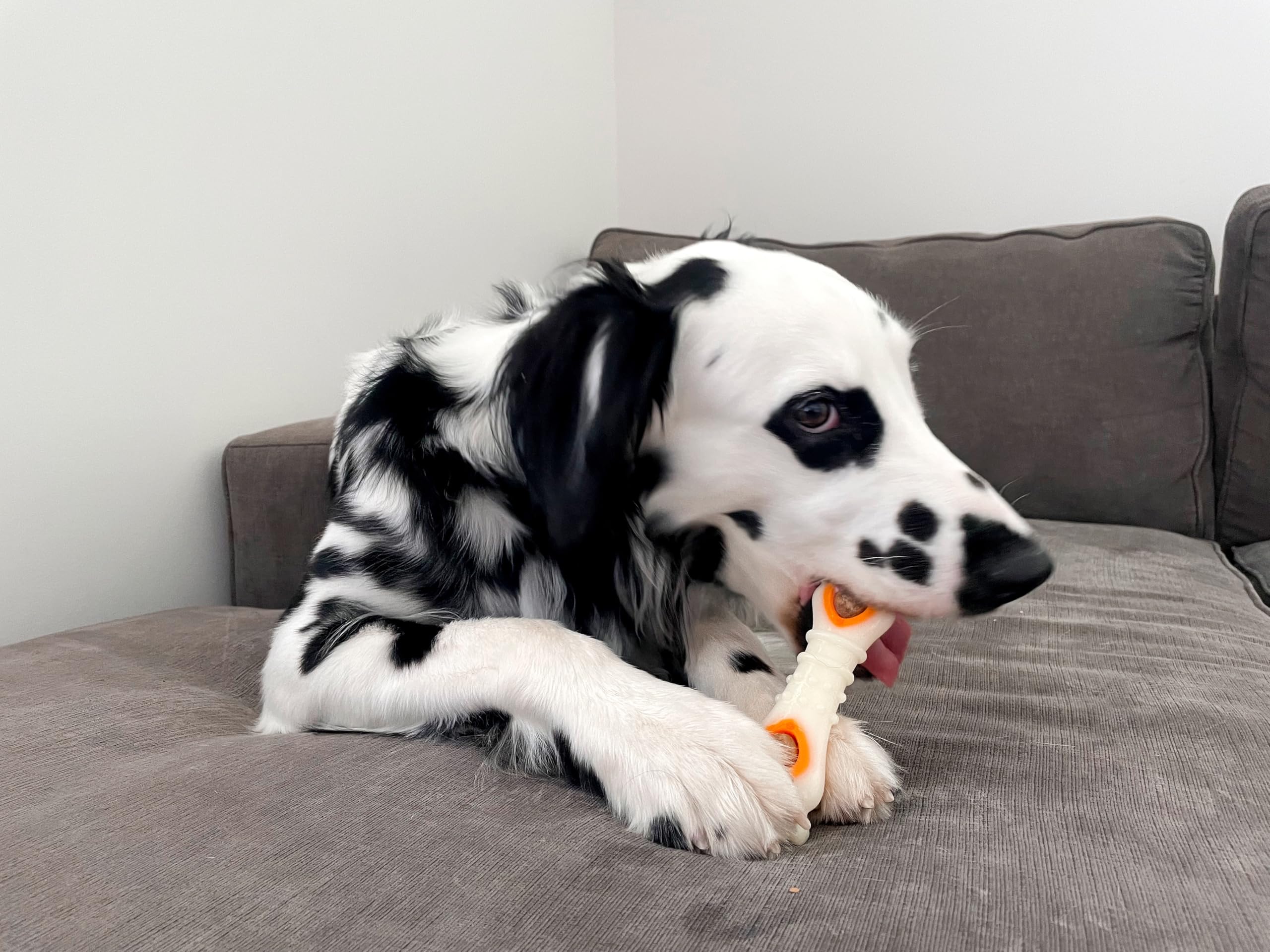 Nylabone USA-made chew treats demonstrate domestic manufacture and quality.