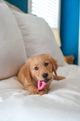 Nylabone Wishbone pink chew toy with soft material aiding teething relief