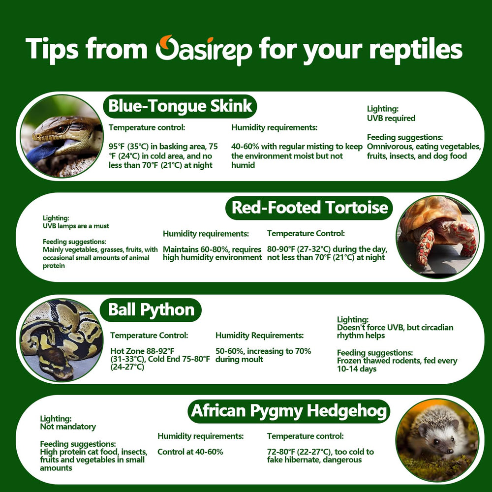 Oasirep reptile thermometer in terrarium setup supports healthy habitats.