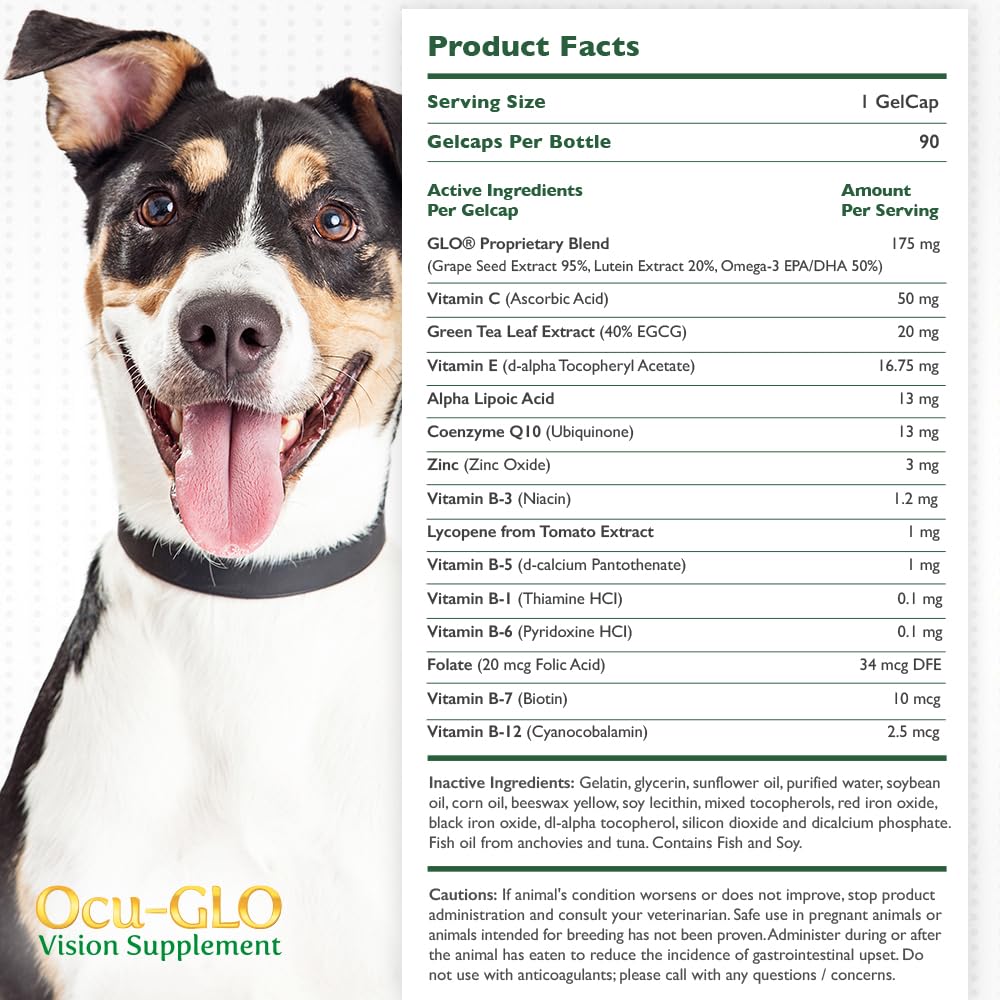 Dog eating wet food with Ocu-GLO mixed in for convenience