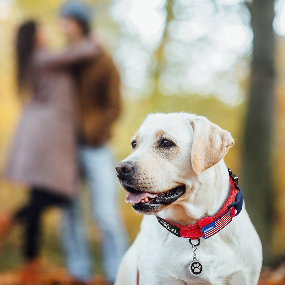 OEBEESA dog collar patches offering style variations for daily walks