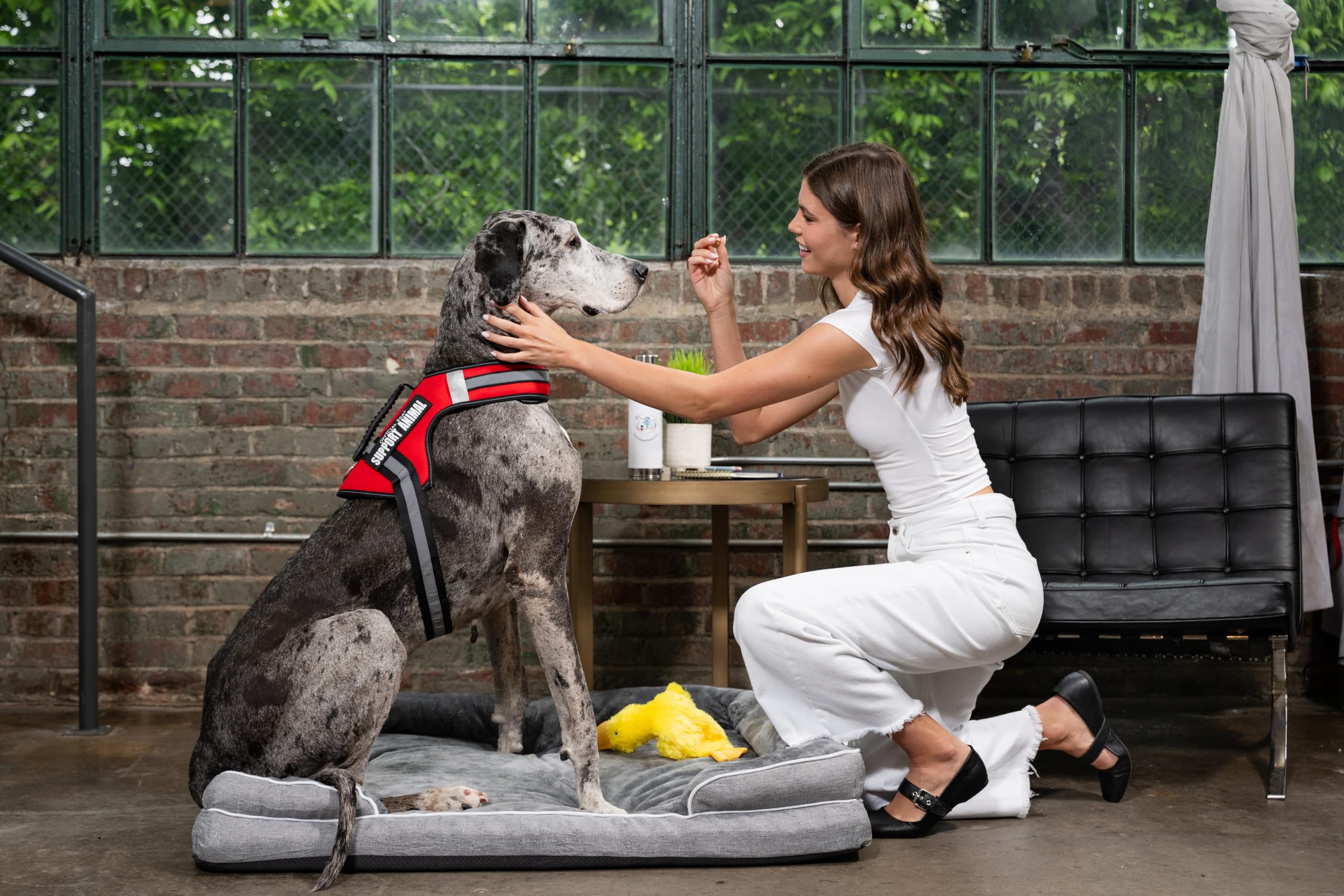 Official ESA Support Pets harness with soft padding reduces chafing.