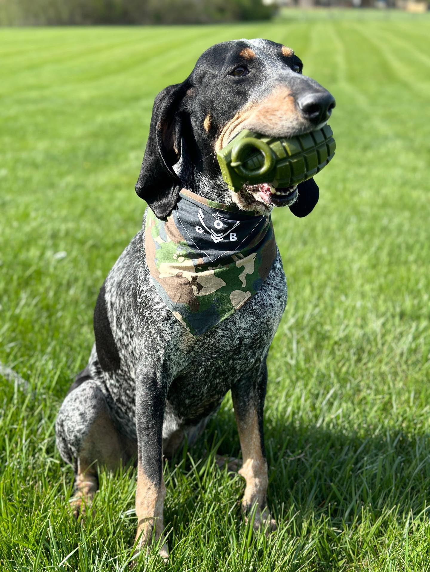 O.G.B. grenade dog toy with interactive play design for mental stimulation and bonding.