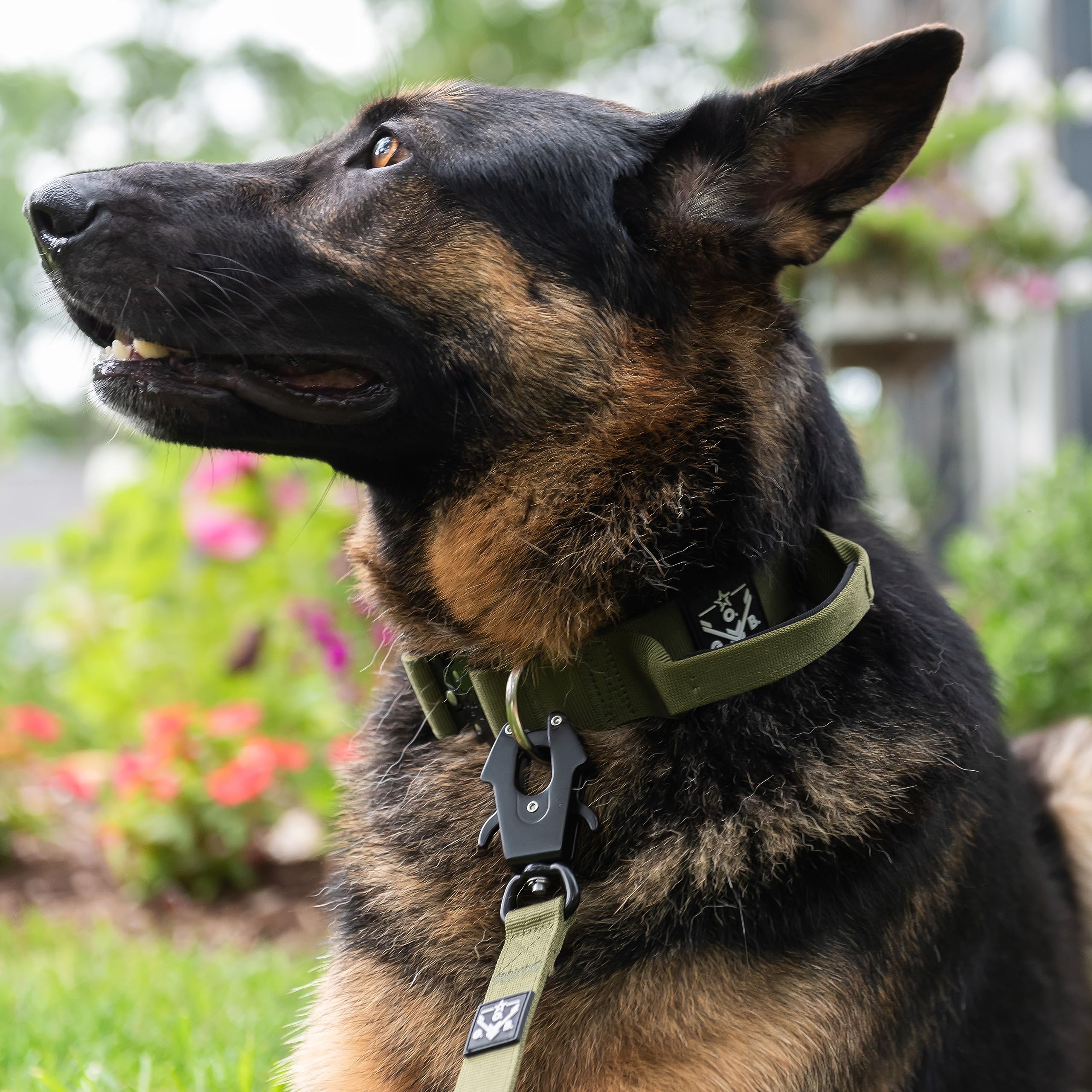O.G.B 60-inch, 1-inch leash designed for medium and large dogs for extended control.