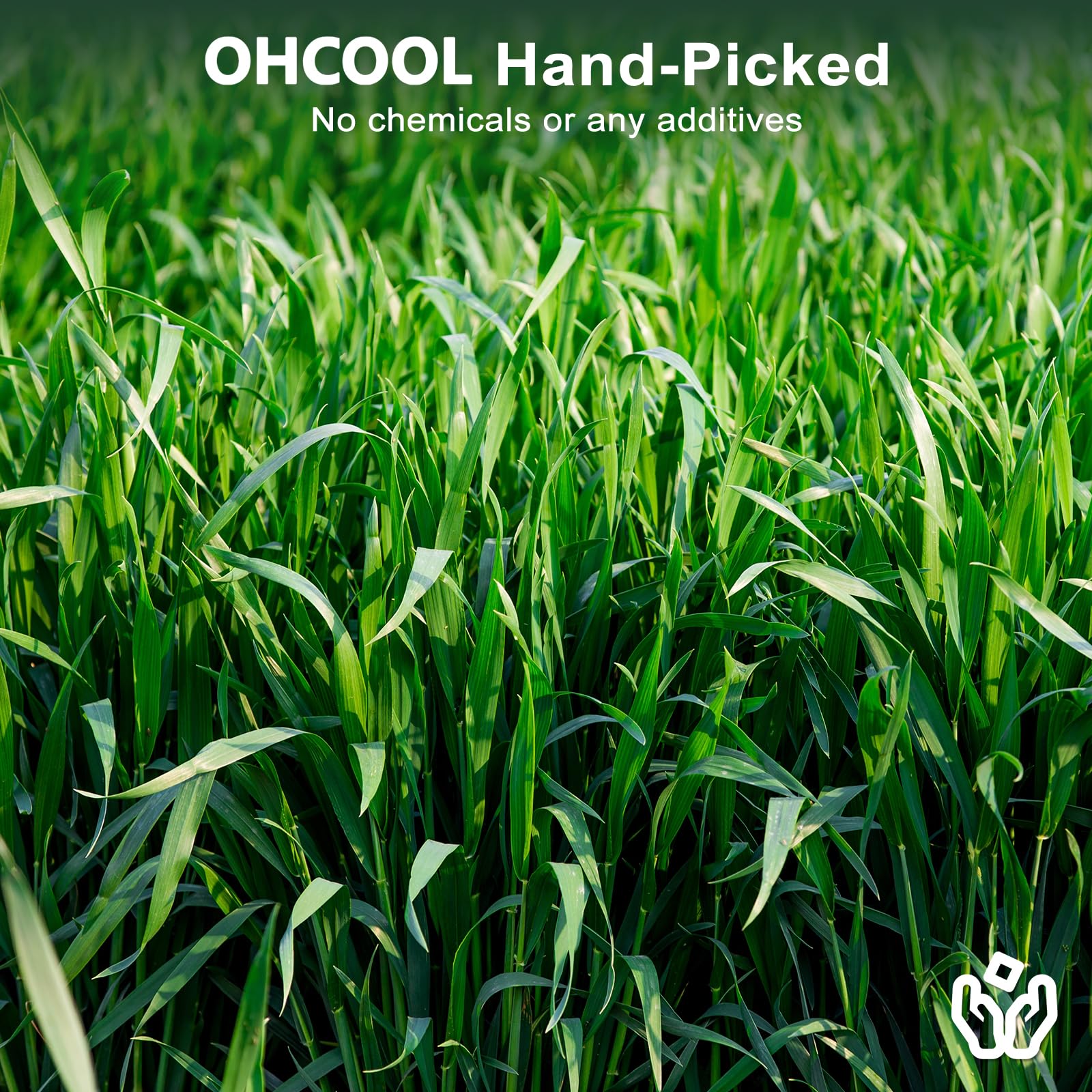 Ohcool Premium Oat Hay green fresh appearance invites nibbling and healthy snacking.
