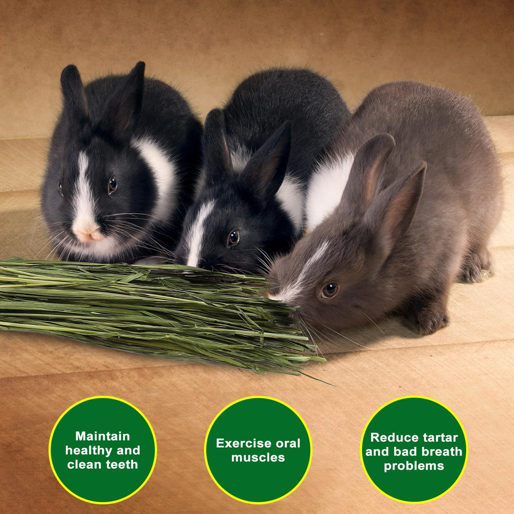 Ohcool Premium Oat Hay serving aids dental wear through regular chewing.