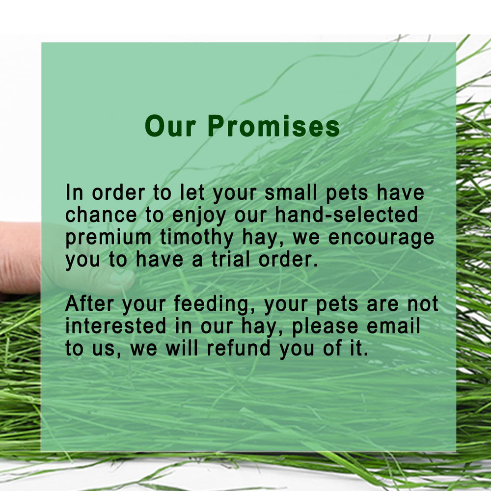 Ohcool Timothy Hay green leaves highlight soft texture for nibbling