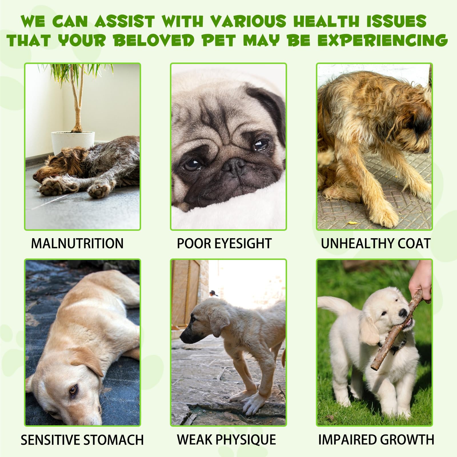 Oimmal Probiotics for Dogs dosing guide with measurements