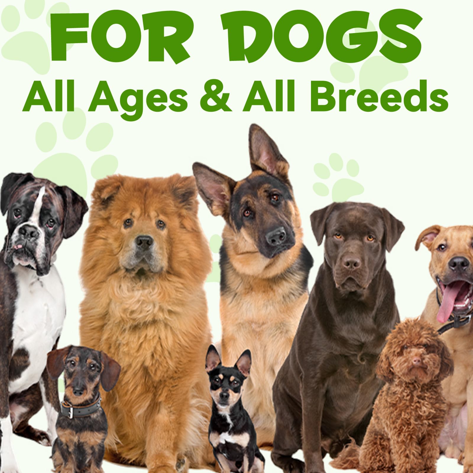 Oimmal Probiotics for Dogs mealtime dog bowl scene