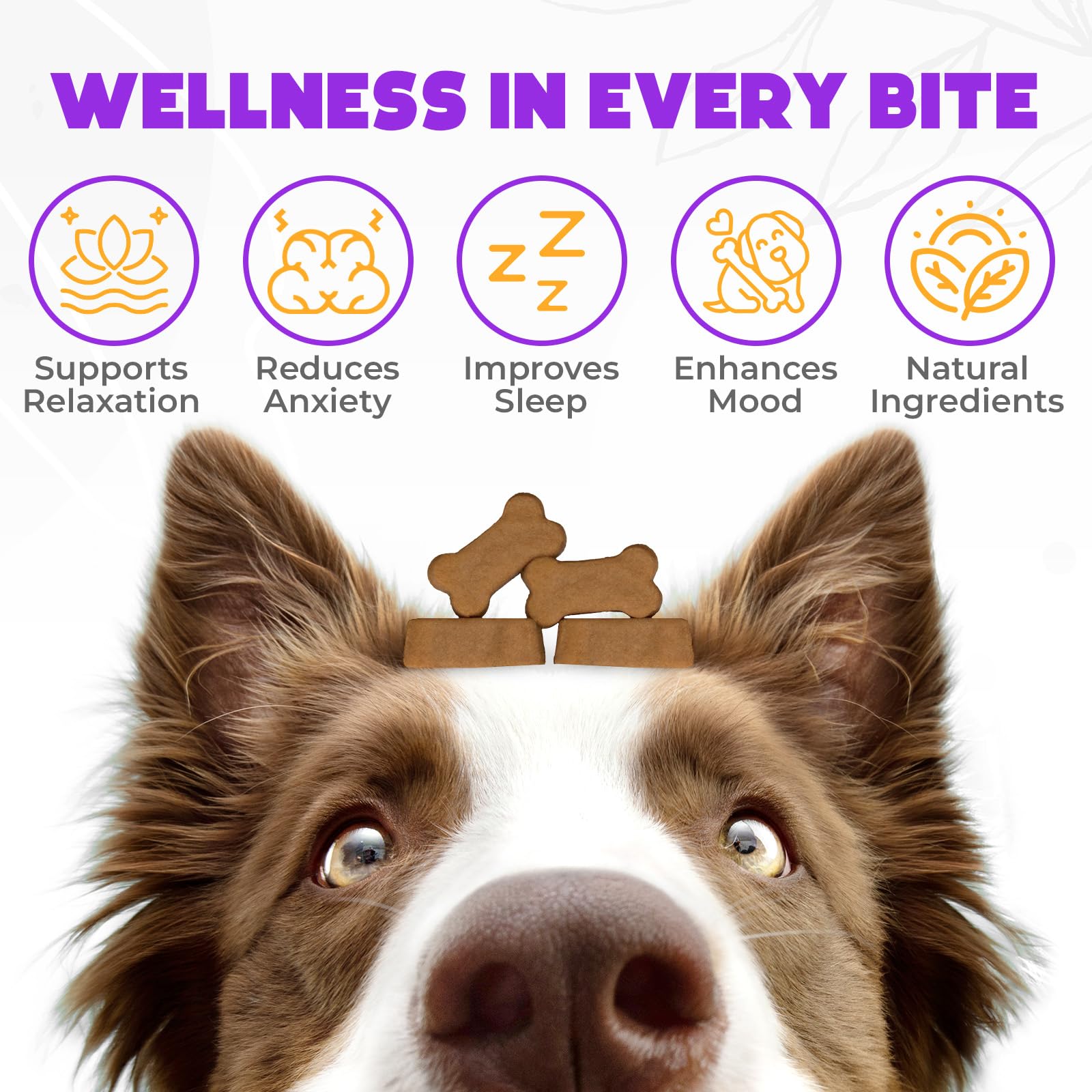 OKKÖBI hemp calming chews for dogs with melatonin offer gentle mood support during car rides