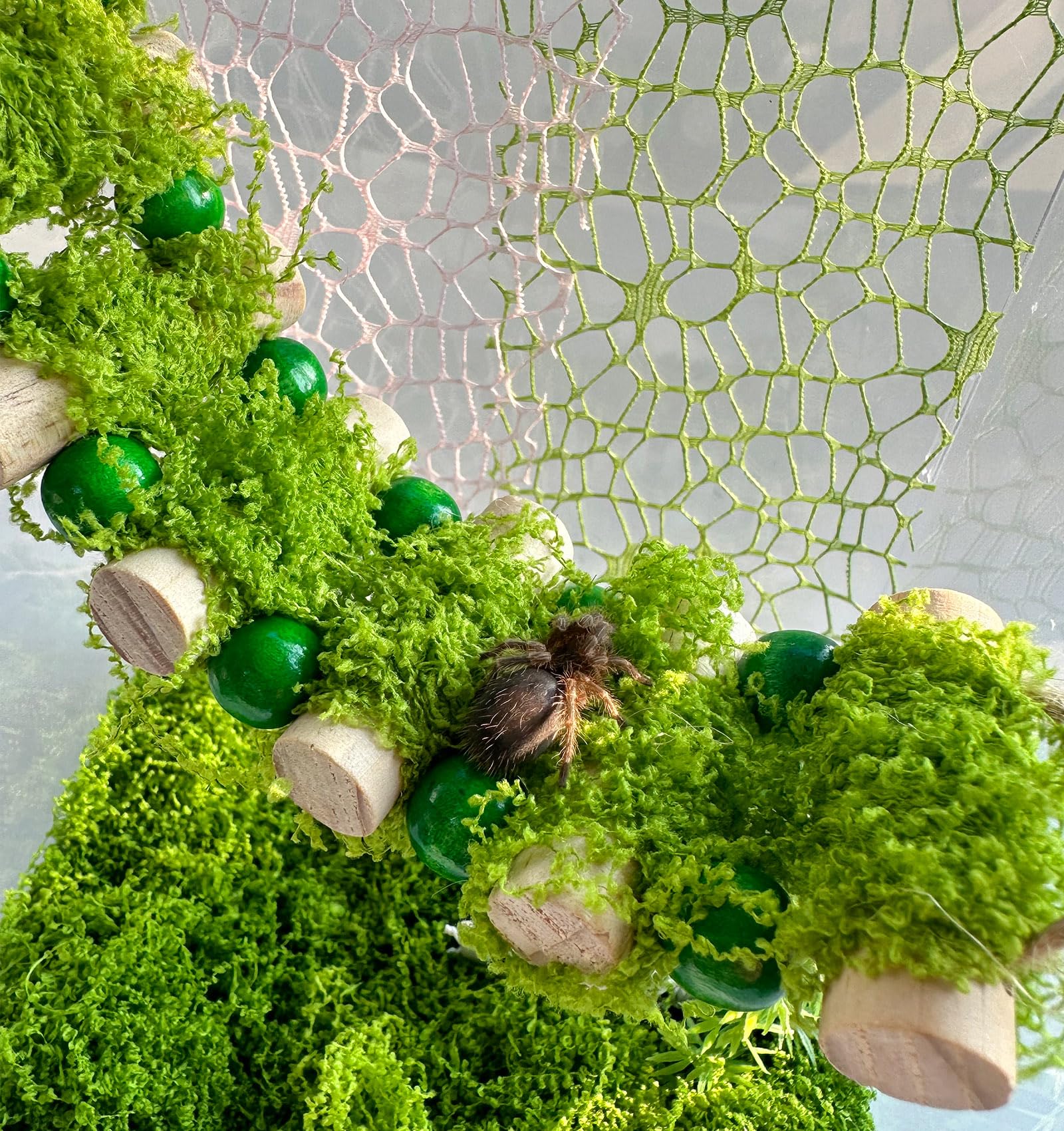 Okueejur Jumping Spider Bridge magnets enable easy, secure enclosure installation.