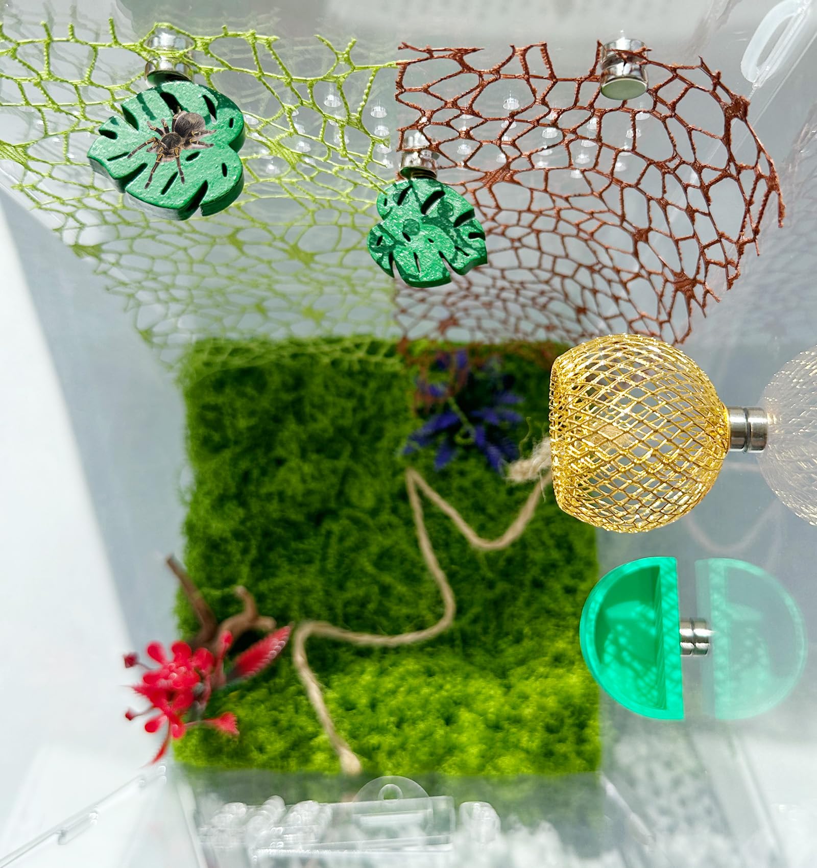 Okueejur jumping spider hide offers cozy nest-like shelter for observation.