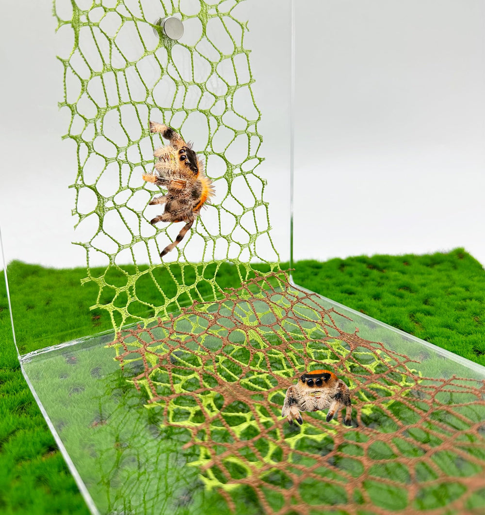 Okueejur jumping spider moss ribbon green enhances enclosure enrichment and easy movement.