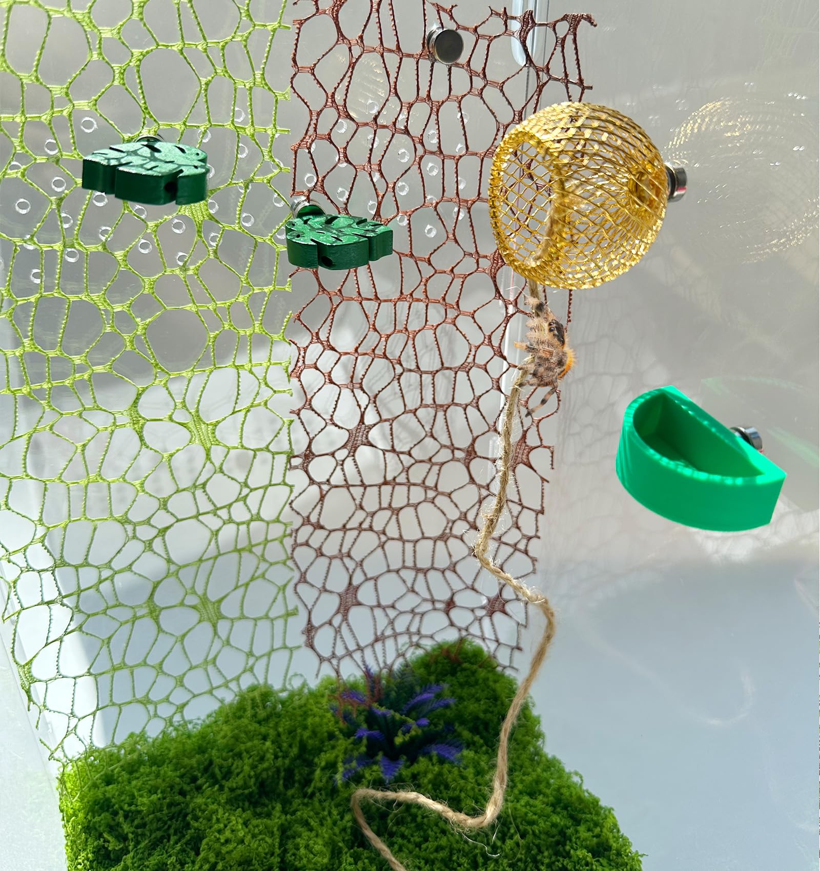 Okueejur green spider web enhances climbing space and enclosure aesthetics.