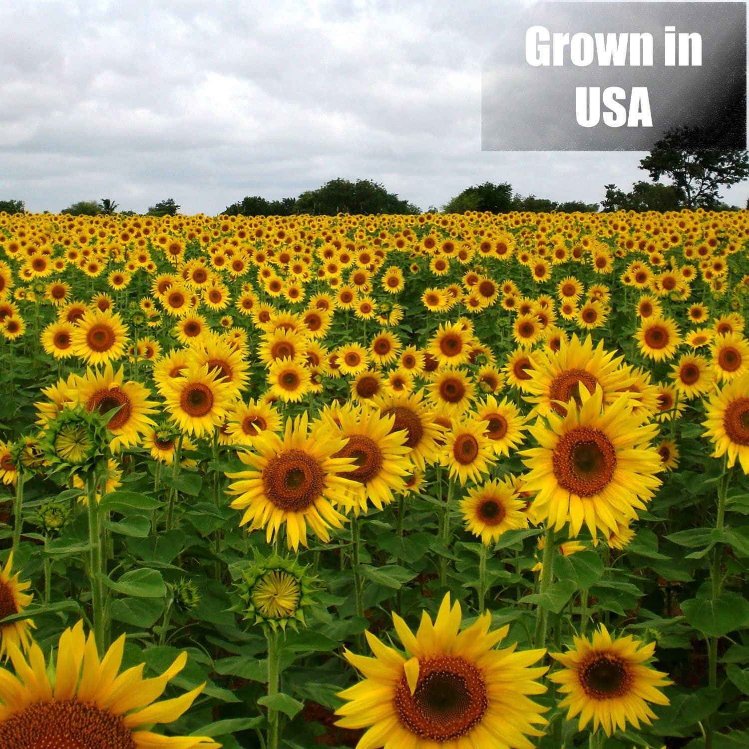 Old Potters Wildlife seeds provide protein-rich nourishment for backyard birds.