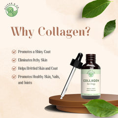 Oliver & Co. Collagen for Dogs ginger-digestive-support bottle suggests soothing digestion.