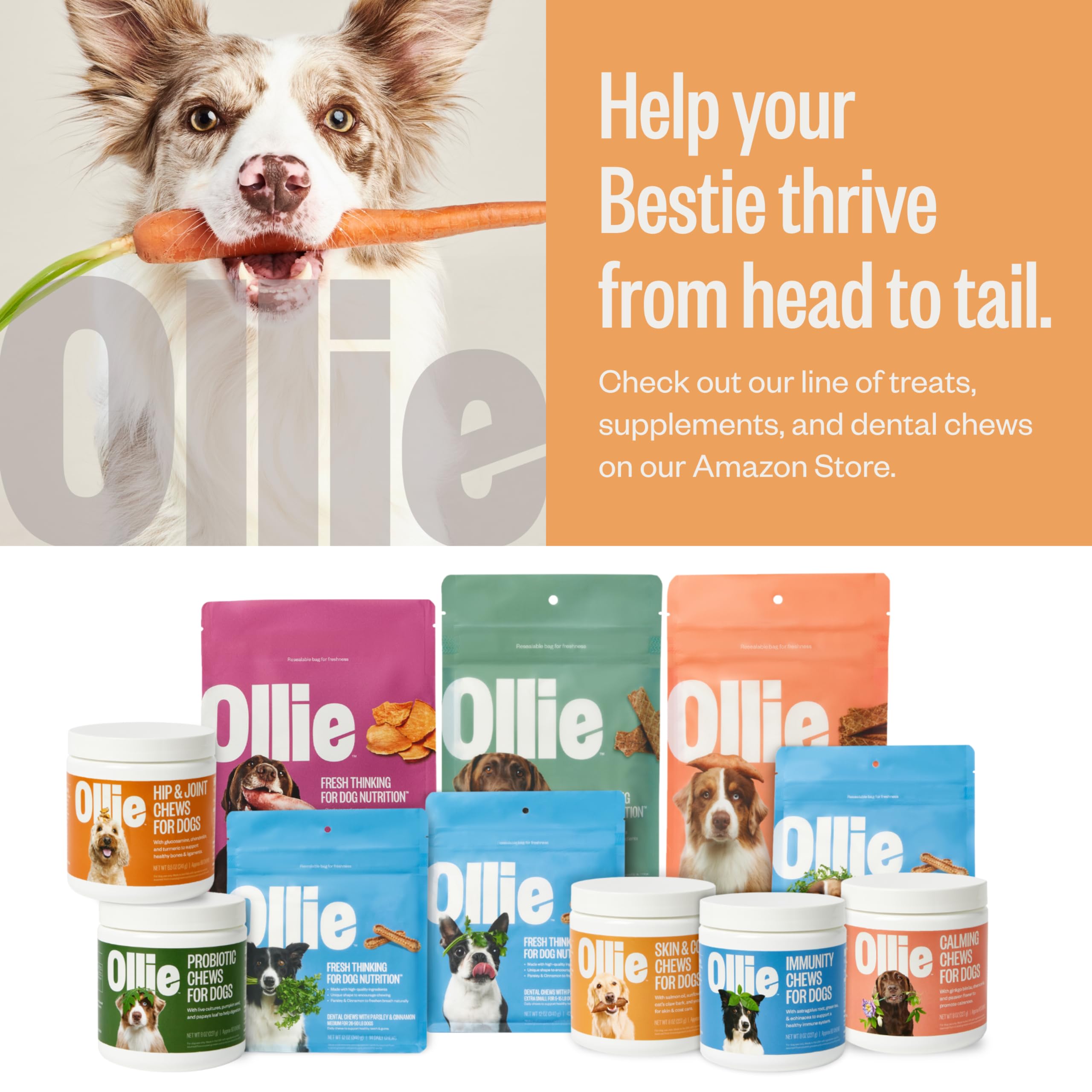 Ollie dog enjoys a walk, signaling overall wellness with daily supplementation.