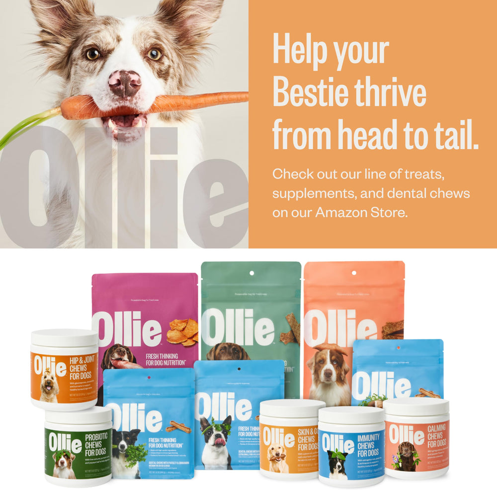 Ollie dog enjoys a walk, signaling overall wellness with daily supplementation.
