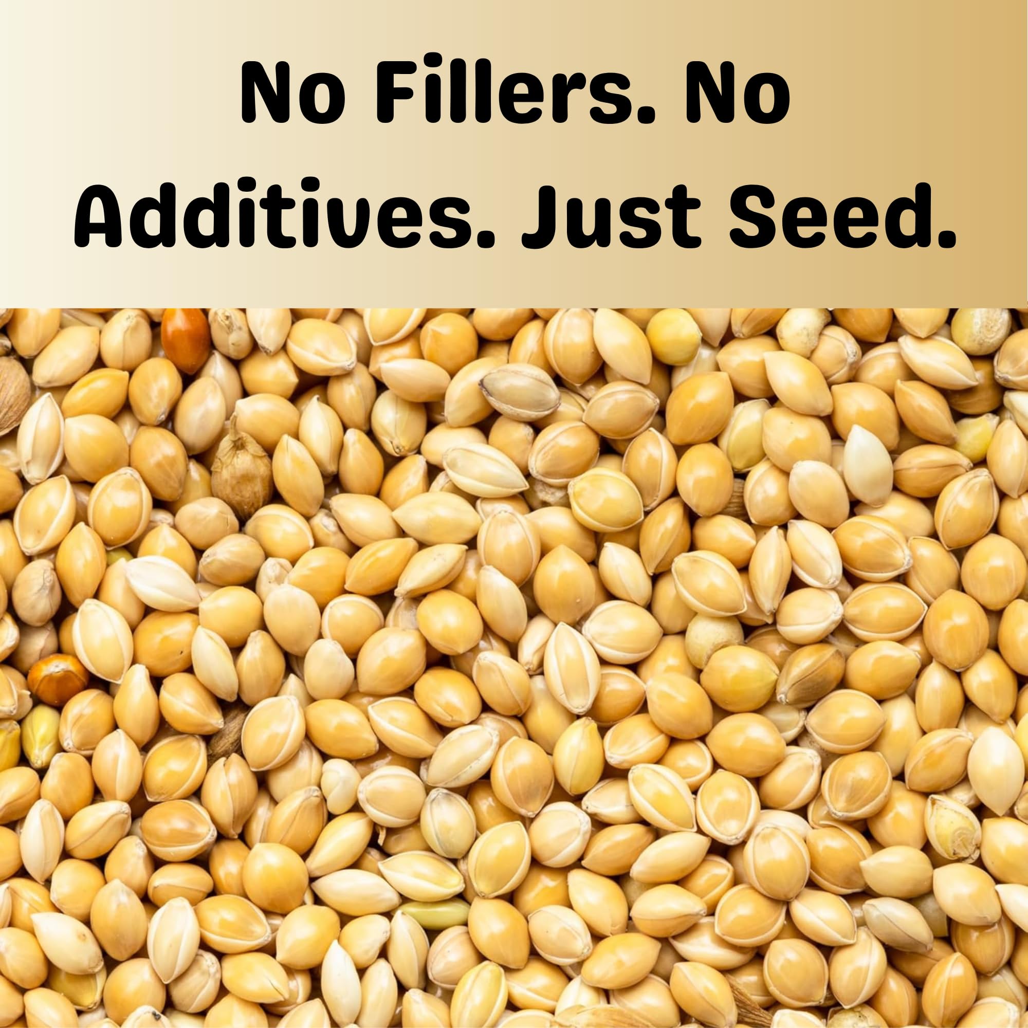 Olympus Myco White Proso Millet Seed closeup—plump grains for finches and sparrows.