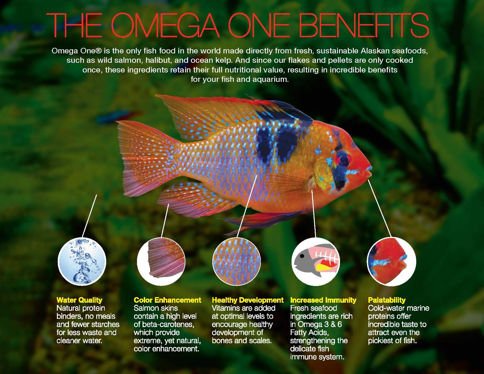Omega One Salmon skin pigments provide natural color enhancement in cichlids.