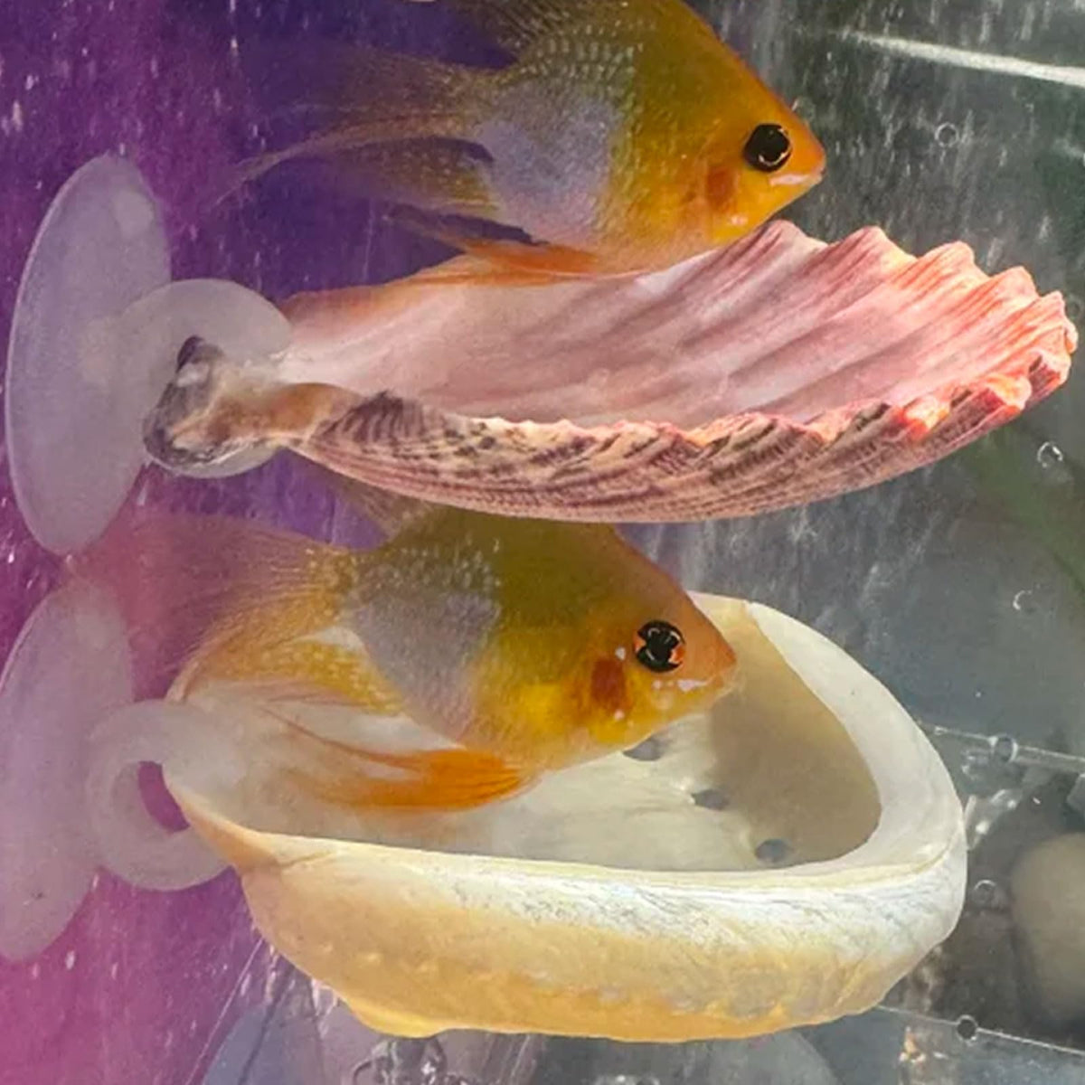 Oncpcare Betta Shell Bed 2pack resting perch in tank for bettas and shrimp