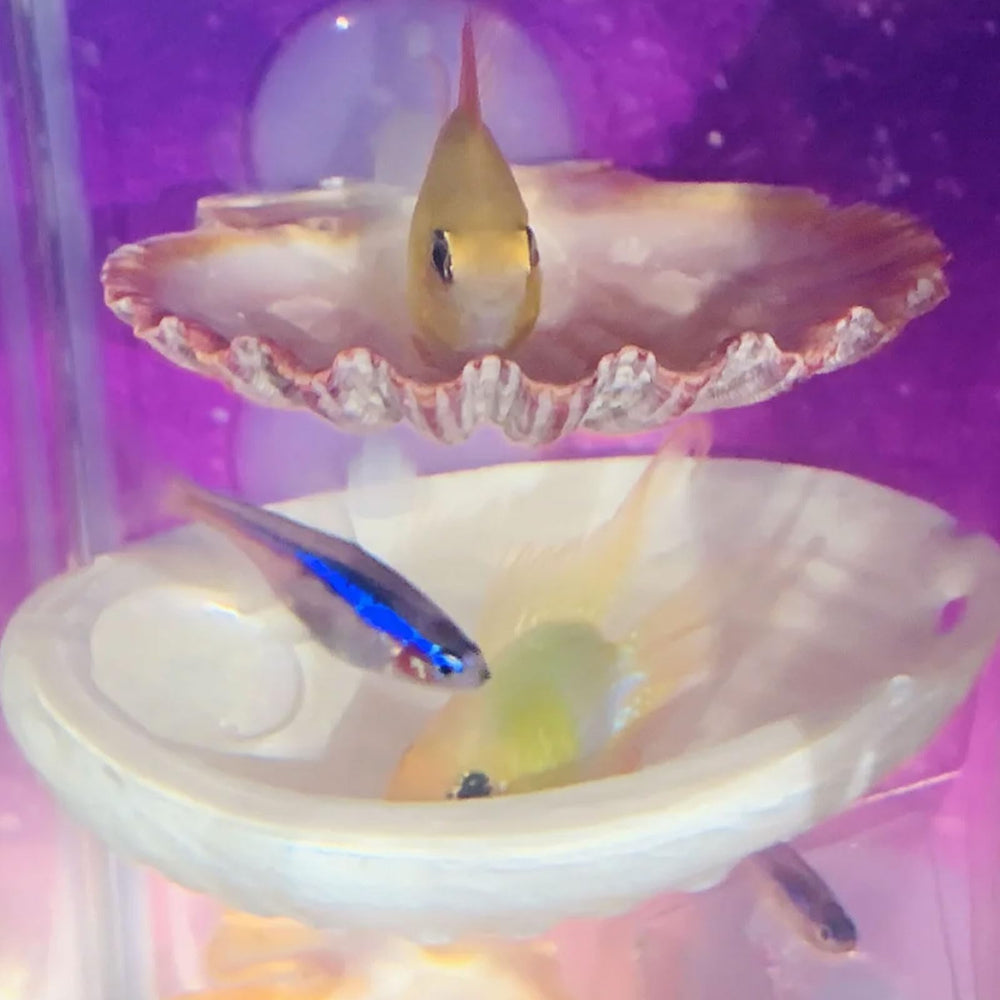 Oncpcare Betta Shell Bed close-up texture showing seashell design for decor