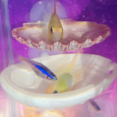 Oncpcare Betta Shell Bed close-up texture showing seashell design for decor