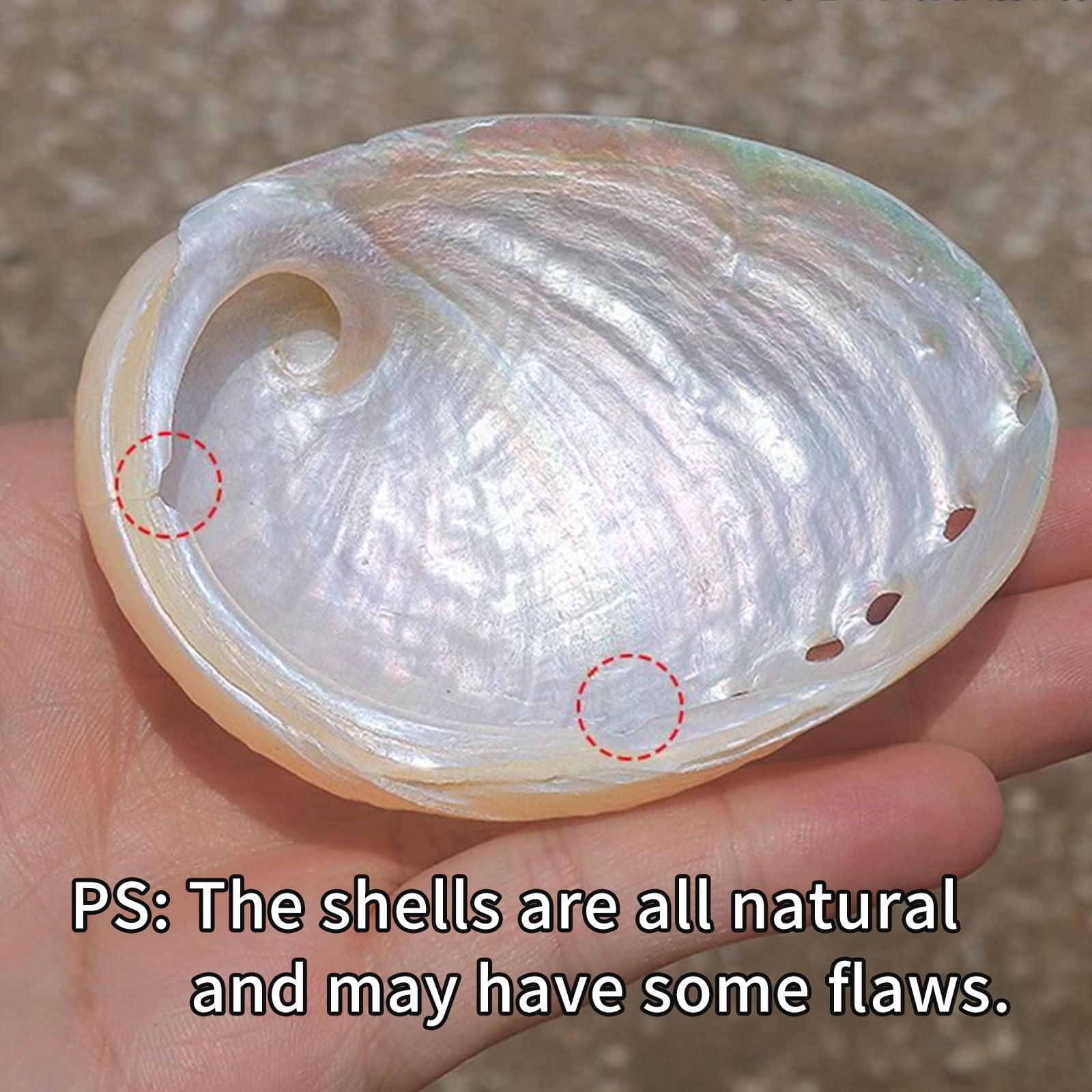 Oncpcare Betta Shell Bed seashell-look blends with aquarium decor