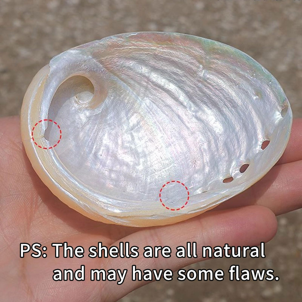 Oncpcare Betta Shell Bed seashell-look blends with aquarium decor