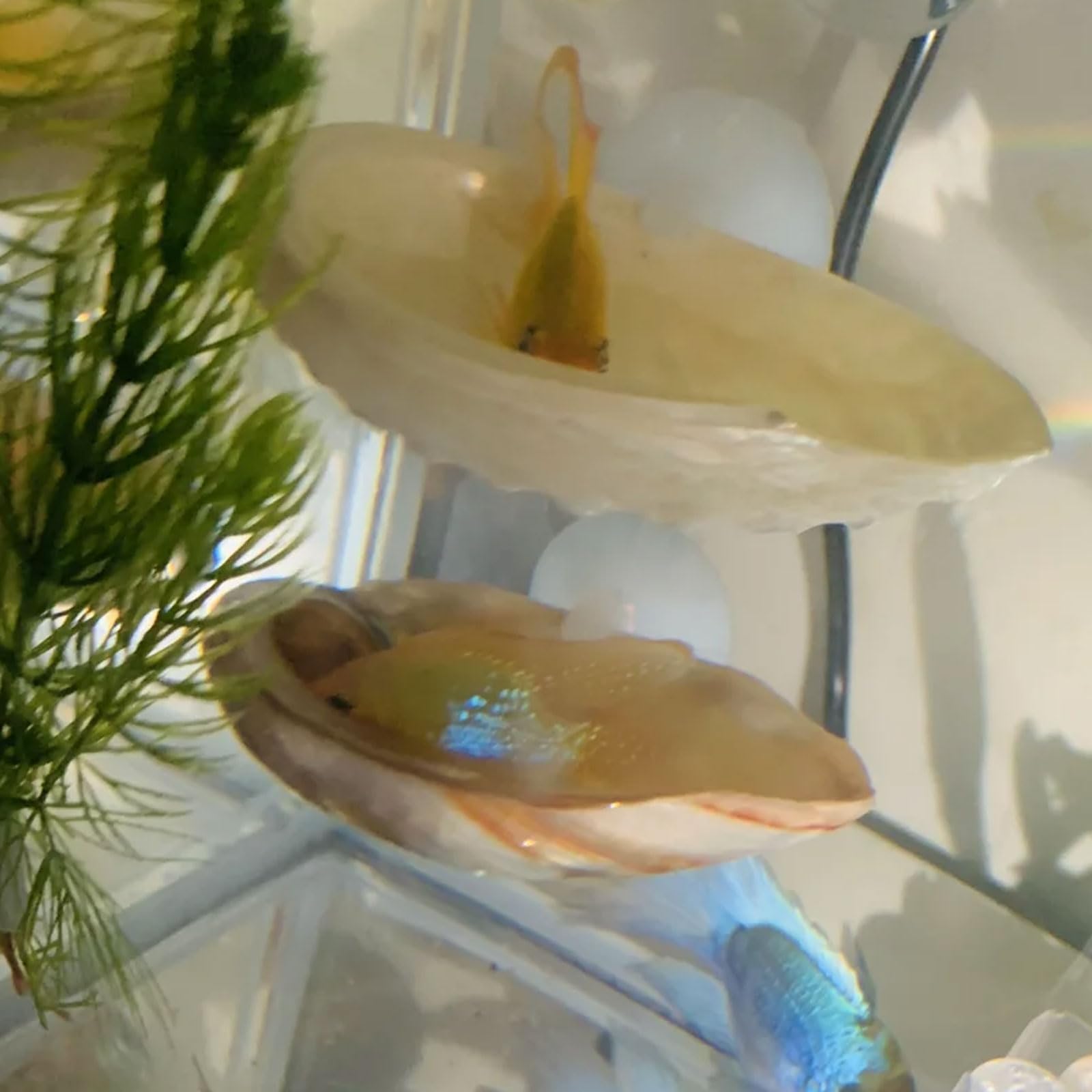 Oncpcare Betta Shell Bed in-tank scene demonstrating secure placement