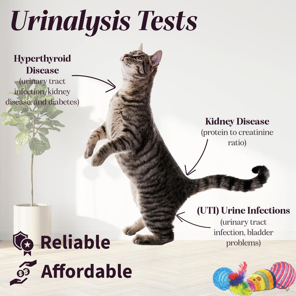 One Step Pet Urine Testing Strips being dipped in urine for rapid results.