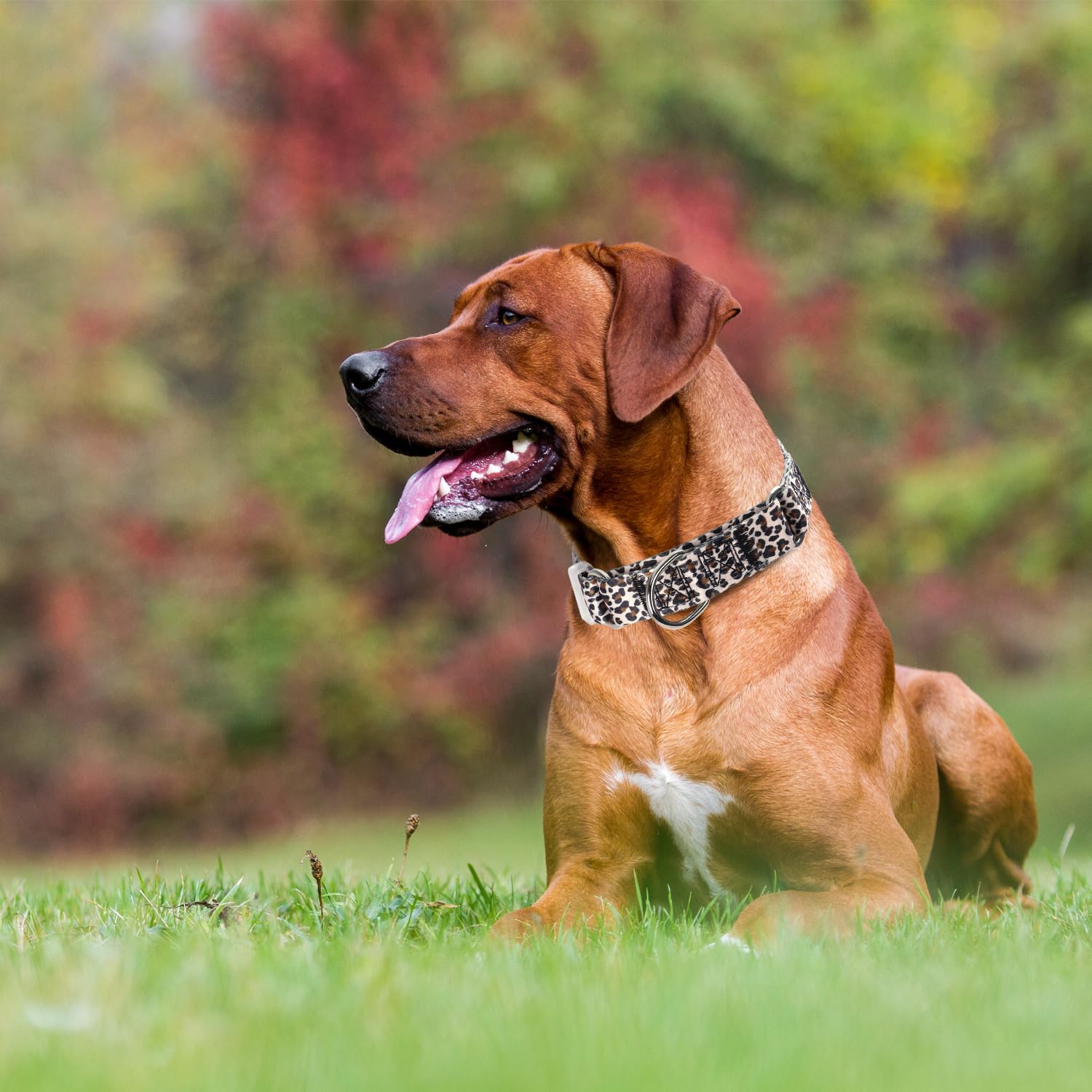 ONEFOJOJO adjustable no-slip collar nylon for reliable daily walks.