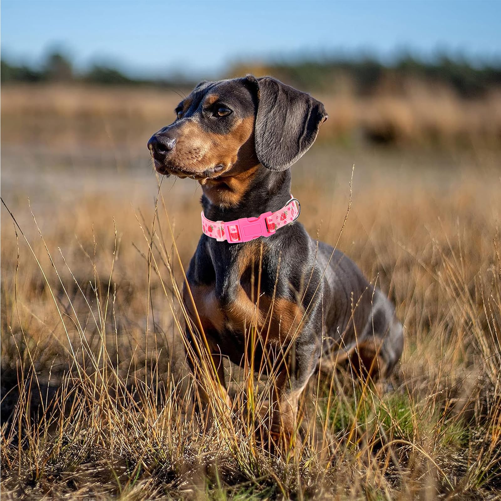 ONEFOJOJO dog collar D-ring leash attachment keeps your dog safely connected.