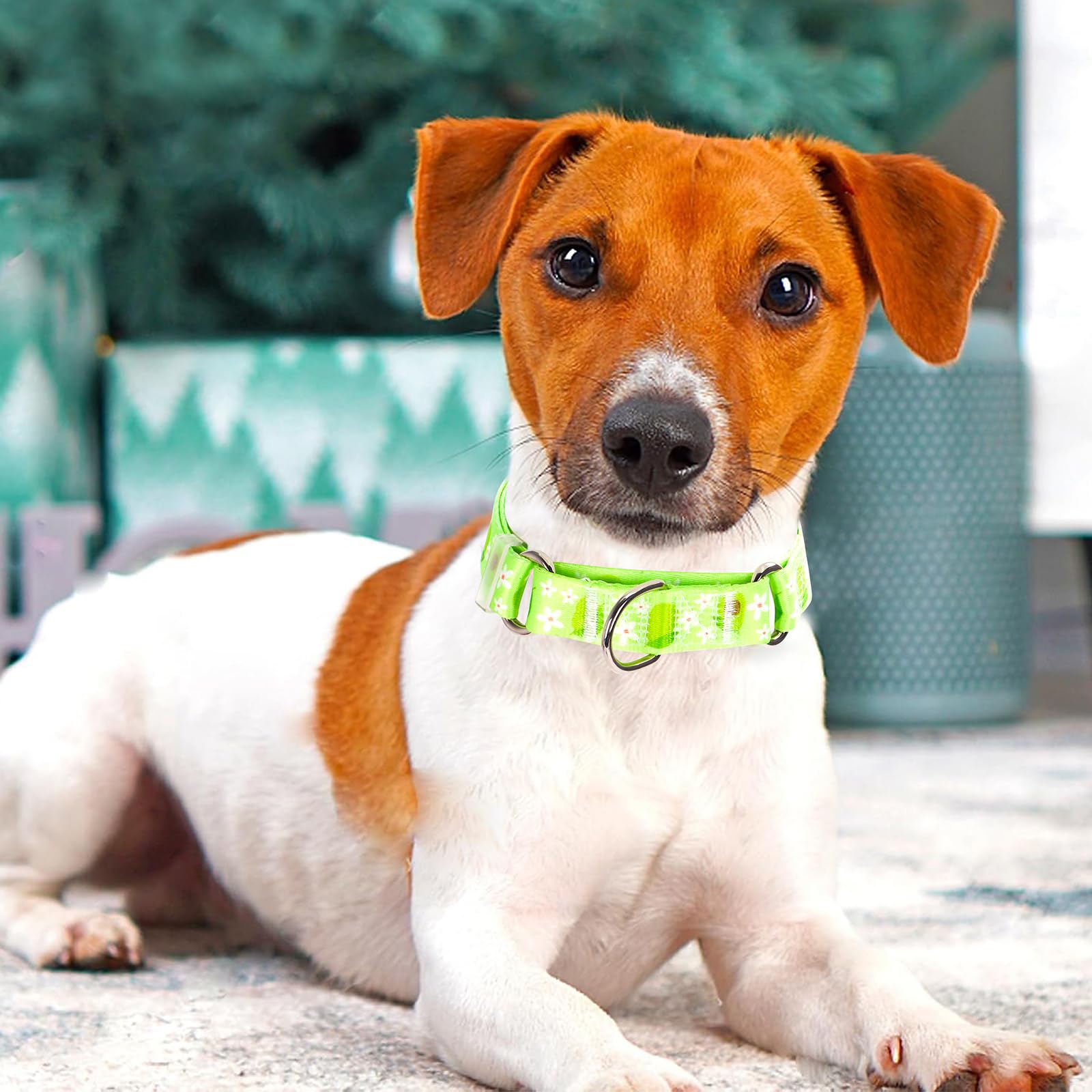ONEFOJOJO Green Avocado Martingale Collar packaging display for easy shopping