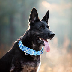 ONEFOJOJO Martingale Collar Blue buckle close-up highlights safety lock and quick release.