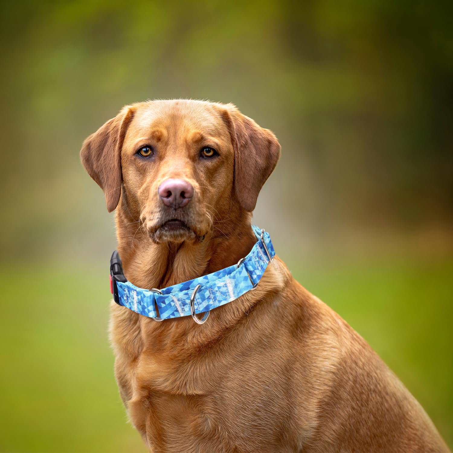 ONEFOJOJO Martingale Collar Blue cleaning friendly materials show easy hand wash care.