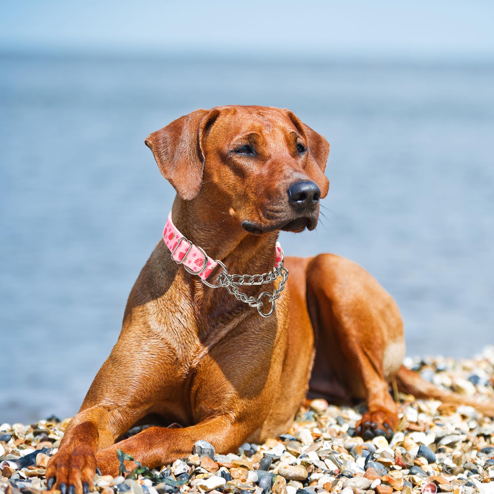 ONEFOJOJO martingale collar easy-clean hand-wash friendly after muddy walks