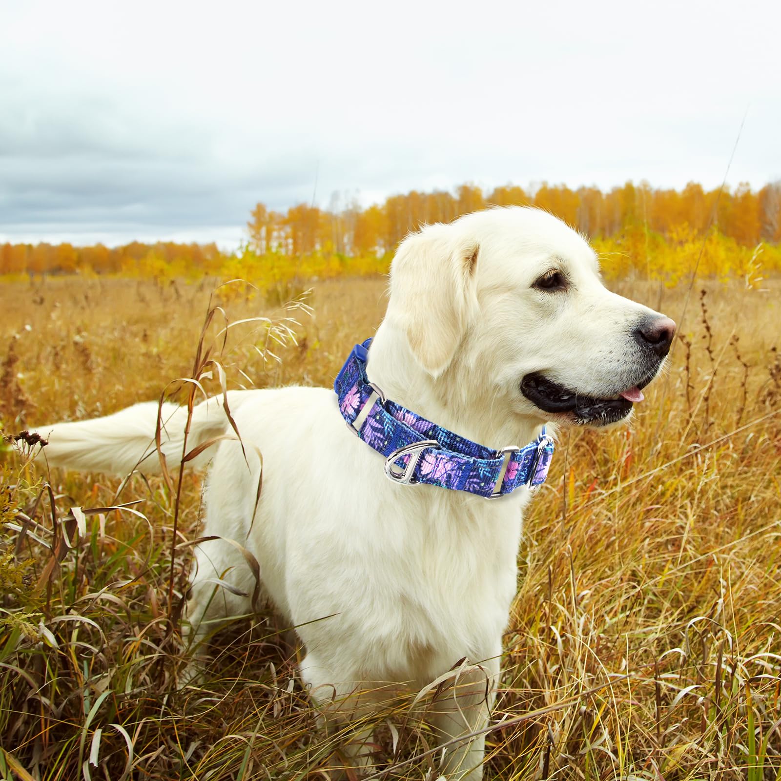 ONEFOJOJO Martingale Collar quick-release buckle enables fast emergency removal.