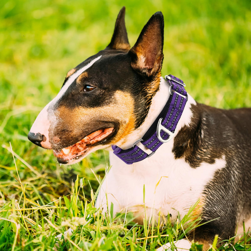 ONEFOJOJO reflective collar enhances nighttime visibility during walks