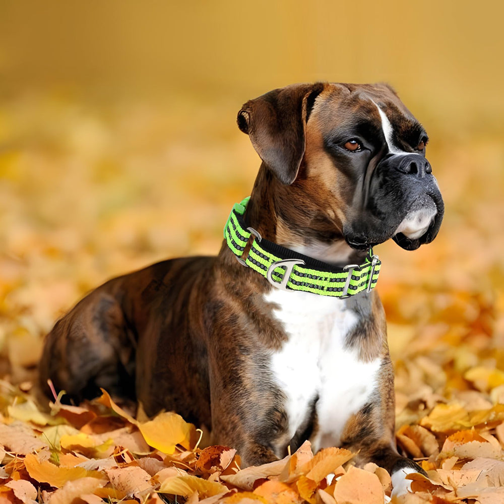 ONEFOJOJO martingale collar during night walks shows high visibility.