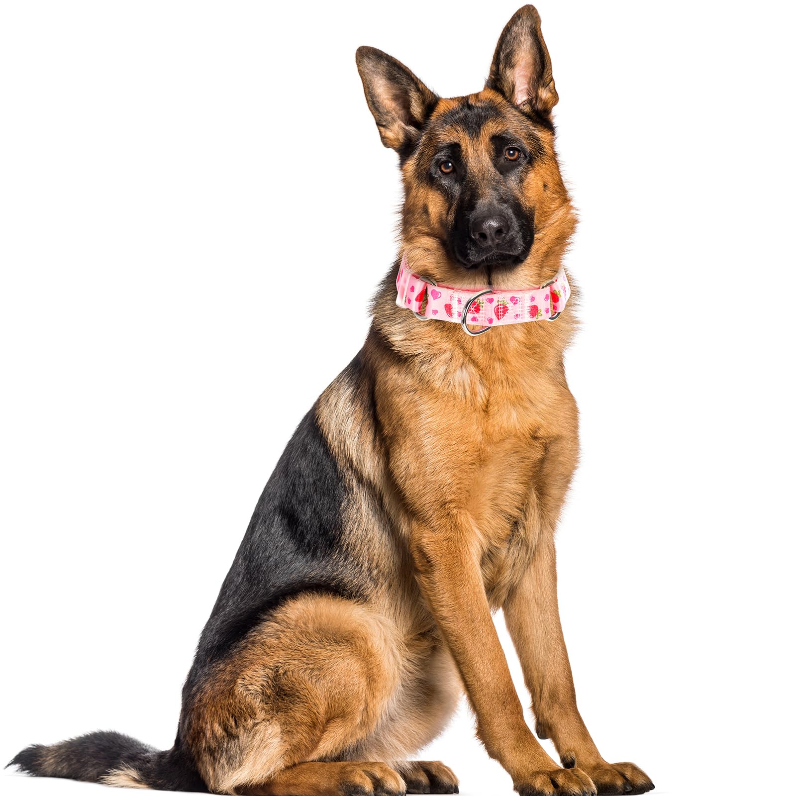 ONEFOJOJO martingale collar on dog during a walk demonstrates stylish pink strawberries design