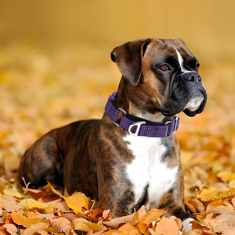 ONEFOJOJO martingale collar quick-release buckle for emergency removal