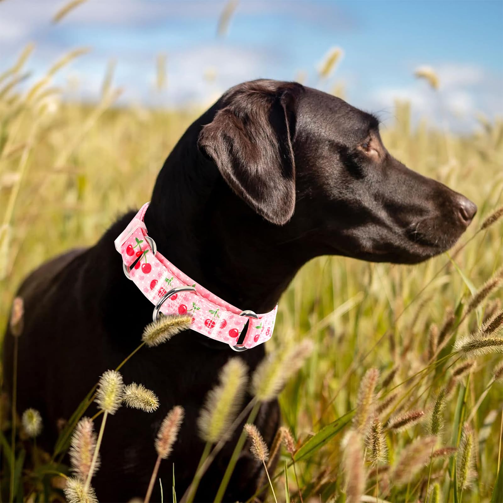 ONEFOJOJO pink cherry martingale collar closeup nylon shows soft durable material