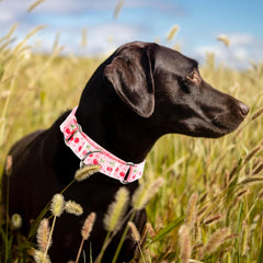 ONEFOJOJO pink cherry martingale collar closeup nylon shows soft durable material