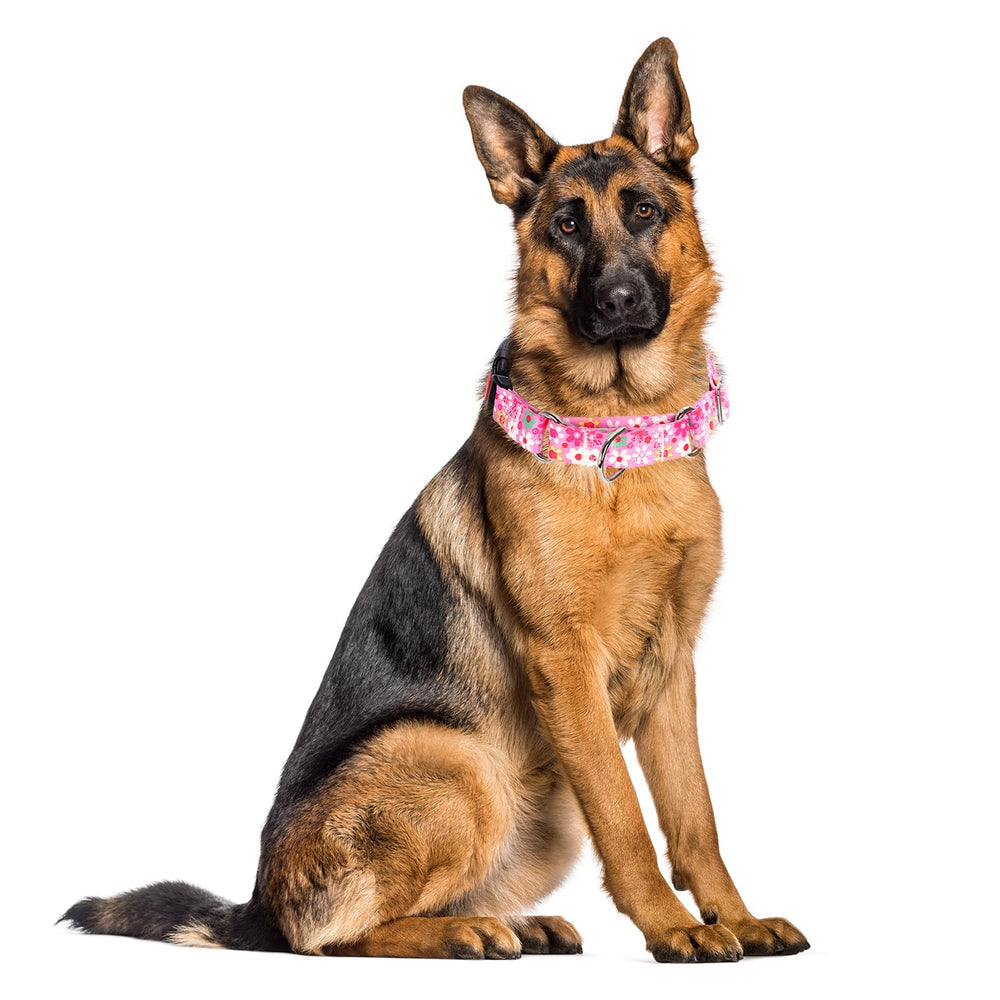 ONEFOJOJO martingale collar fits whippets and greyhounds, offering gentle correction options.