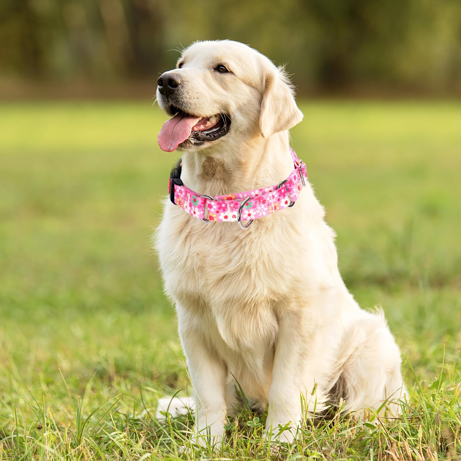 ONEFOJOJO pink floral martingale collar adds cheerful style during dog walks.