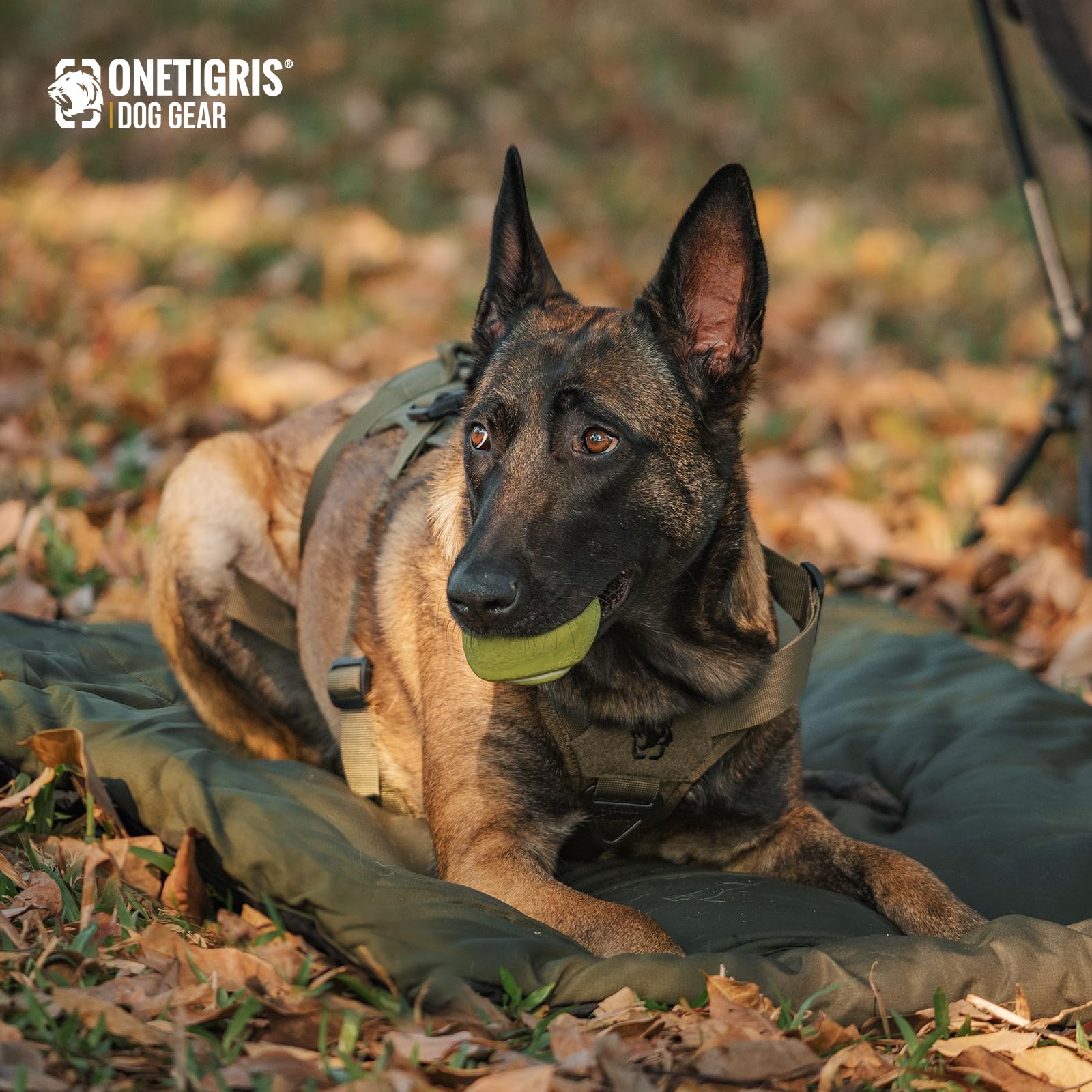 ONETIGRIS large dog bed folded with strap for easy carrying on trips.
