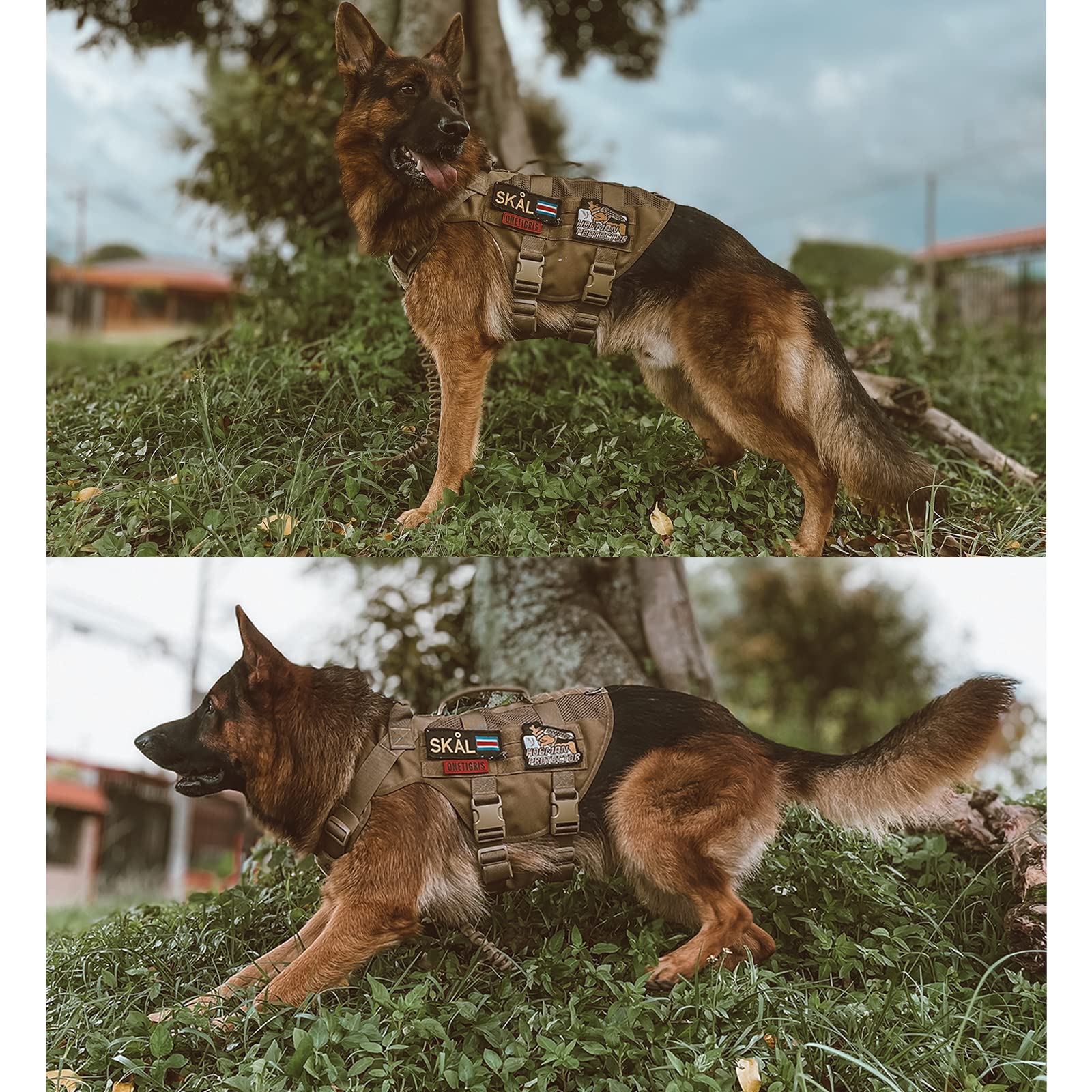 OneTigris back view emphasizes sturdy handles for assist and car-entry control
