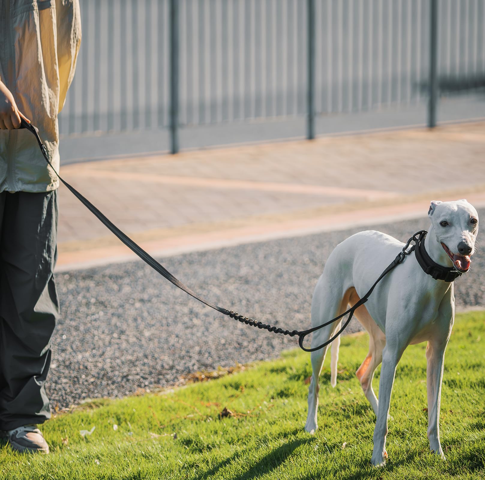 OneTigris leash designed for daily walks and training across sizes.